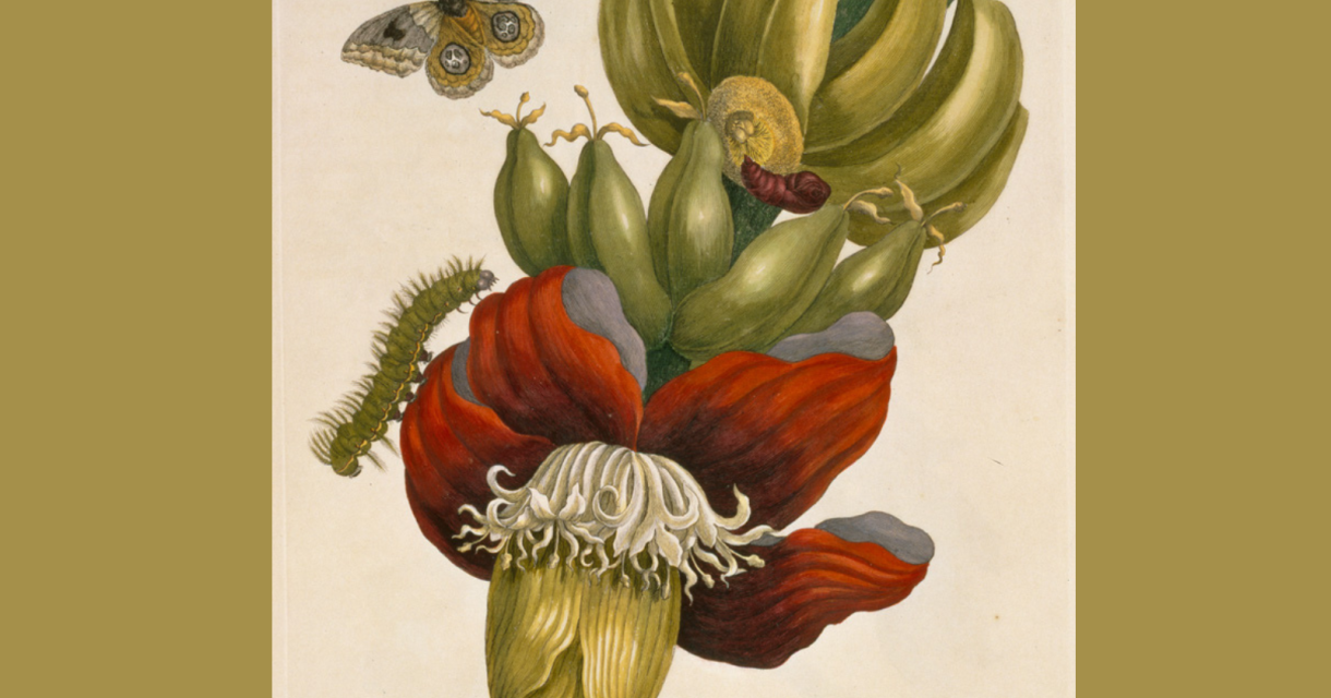 dh-finissage-expo-flora-mundi-(1600-x-1200-px.png