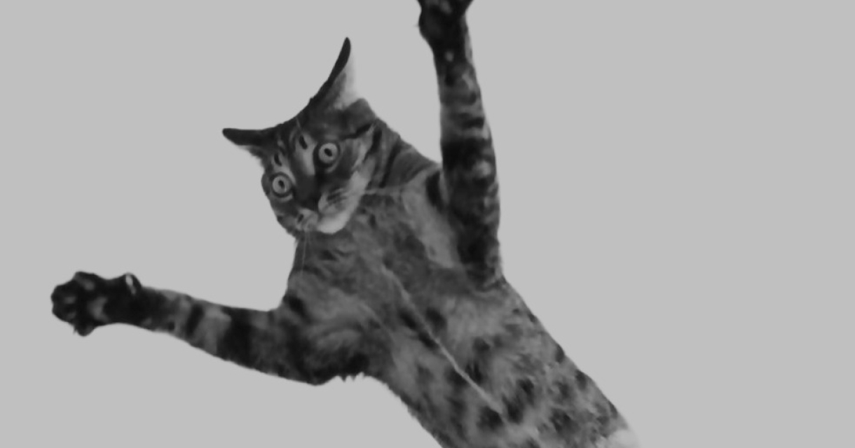 Een zwart wit foto van een kat die springt van onder gefotografeerd zodat het net lijkt of hij vliegt. Een zwart wit foto van een kat die springt van onder gefotografeerd zodat het net lijkt of hij vliegt.