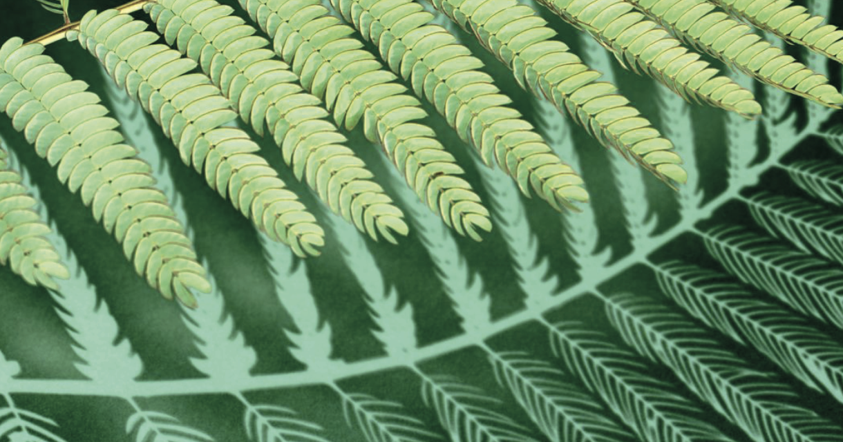 Close-up van een varenblad met lichtgroene blaadjes en een opvallende schaduw op het donkere blad eronder. Close-up van een varenblad met lichtgroene blaadjes en een opvallende schaduw op het donkere blad eronder.
