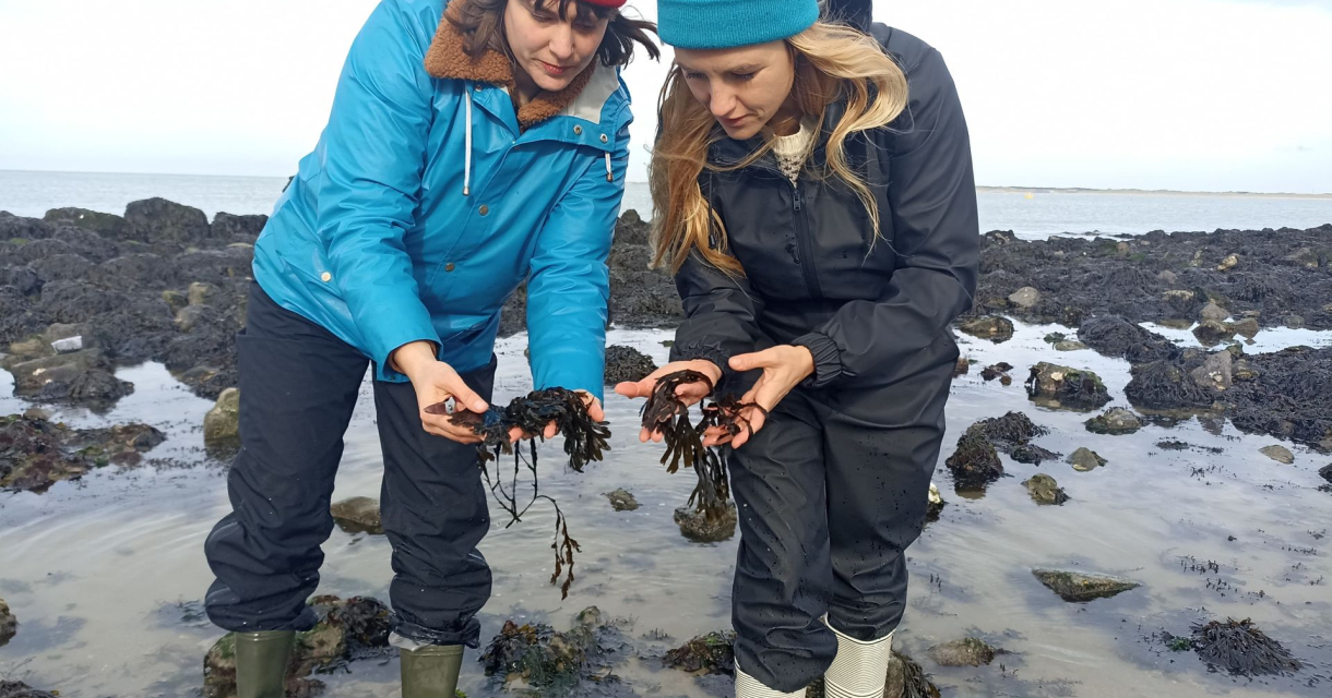 Twee vrouwen zoeken zeewier op een rotsachtig strand Twee vrouwen zoeken zeewier op een rotsachtig strand