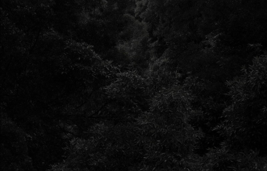 Azores Flores Forest bij Vincent van Gaalen