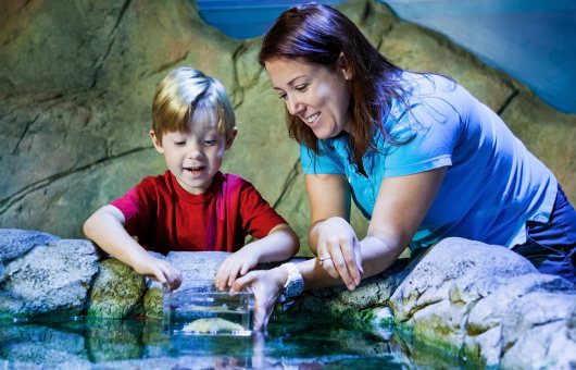 Kind ontdekt zeedieren samen met begeleider