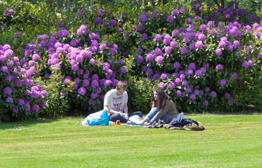 Een jongen en meisje zittend in het gras in het Westbroekpark tegen een achtergrond van paarse rhodondendron. 
