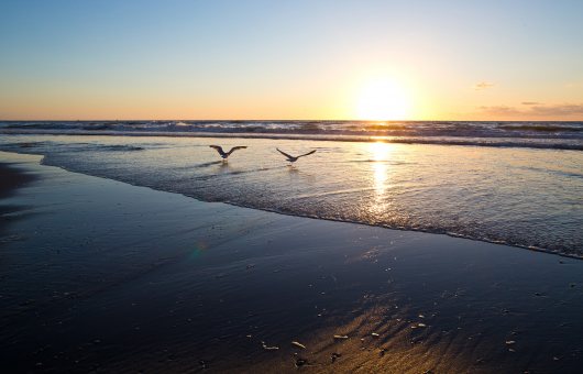 Twee meeuwen boven de zee op het Kijkduinse strand bij zonsondergang.