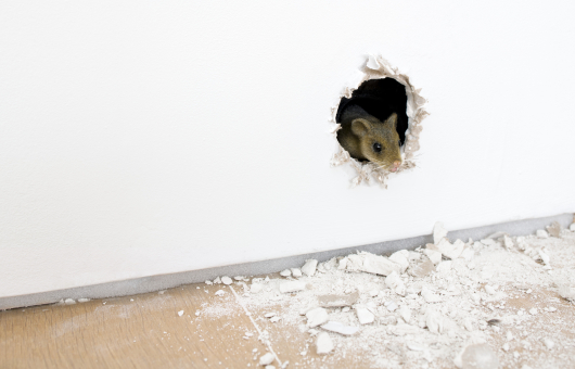 Een muis kijkt nieuwsgierig vanuit een gat in de muur. Ryan Gander, 2000 years collaboration (The Prophet), 2018, Collection museum Voorlinden