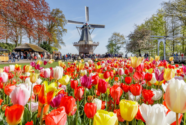 Keukenhof Keukenhof