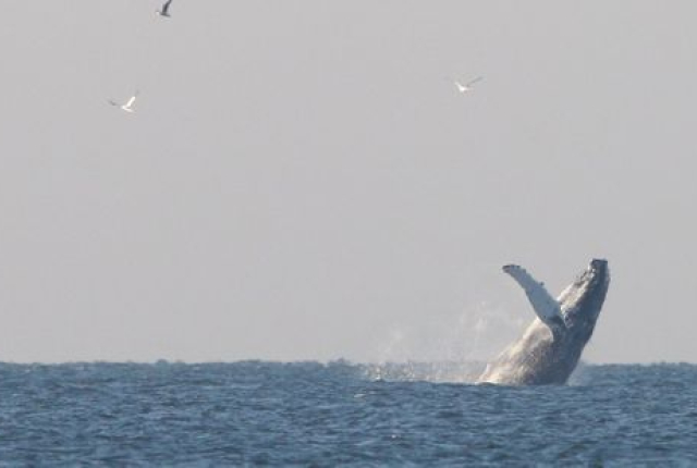 Bultrug voor Kijkduin