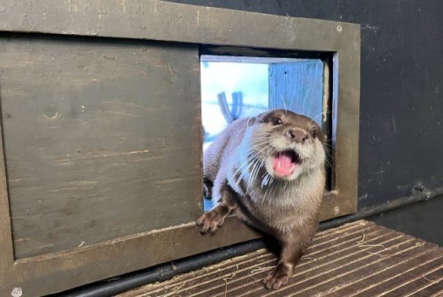 Otter Max Otter Max