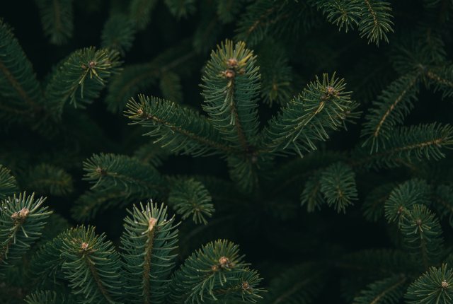 Christmas Tree 