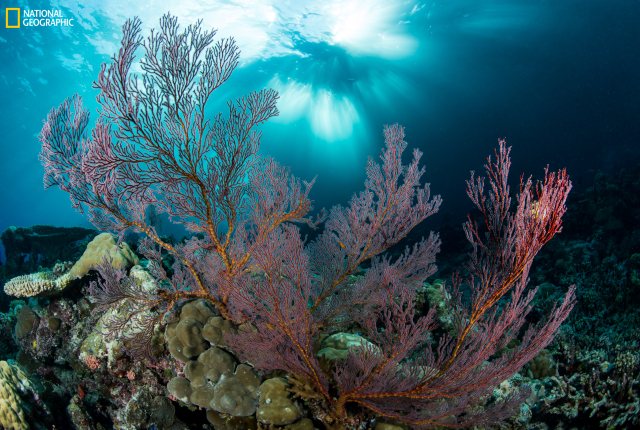 National Geographic Pristine Seas National Geographic Pristine Seas