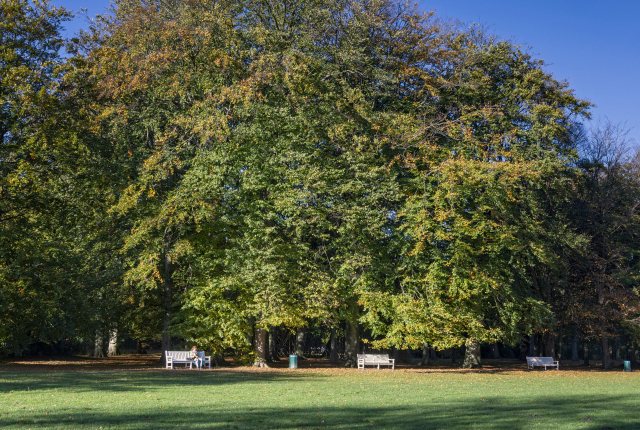 Malieveld bankjes herfst