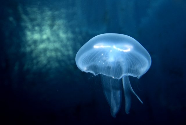 SEA LIFE kortingsactie