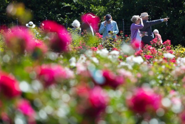 Rozenconcours Westbroekpark