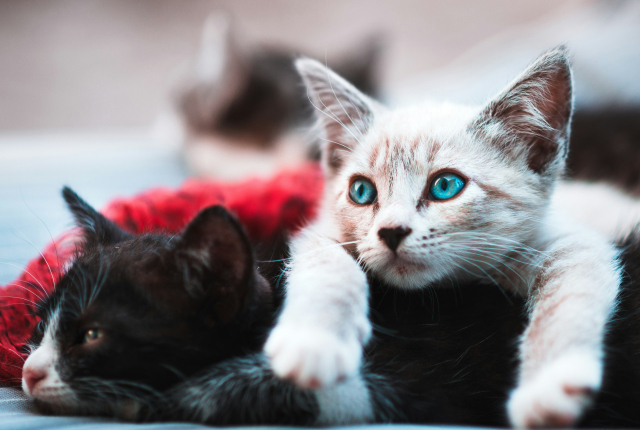 Katten op de vloer Katten op de vloer