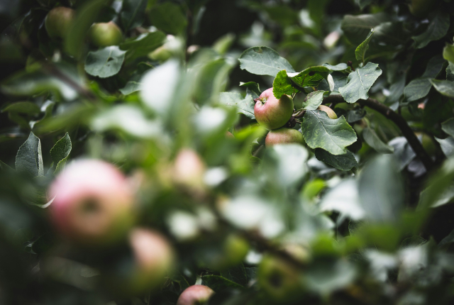 Foto van een appelboom Foto van een appelboom