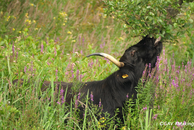 SchotseHooglanders