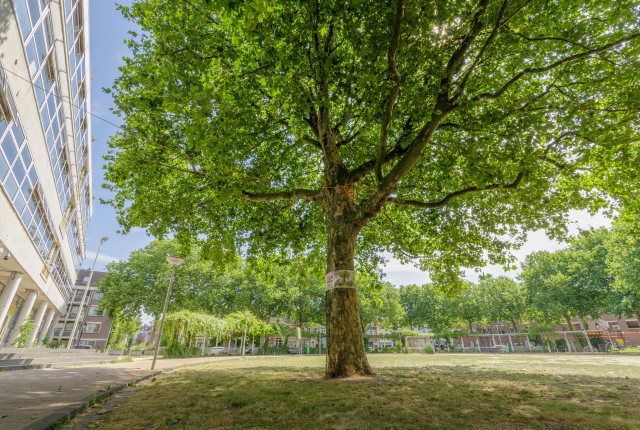 Grote groene boom naast De Helena in de Haagse binnenstad.