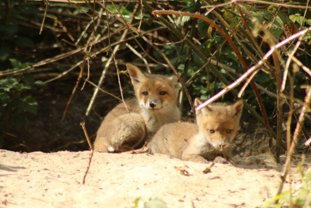 Twee jonge vossen zitten op de grond tussen takken. Foto: Marcus Bouma