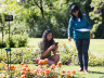 Rozenconcours in Westbroekpark