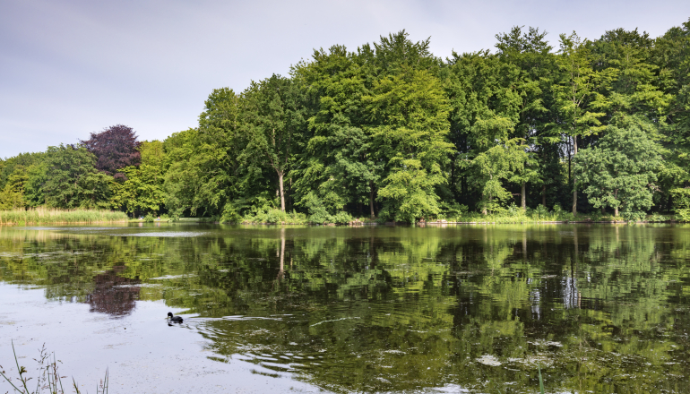 Haagse Bos