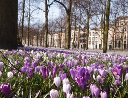 Krokussen in bloei op Lange Voorhout in Den Haag