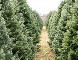 Kerstboom BeterBoompje Kerstboom BeterBoompje