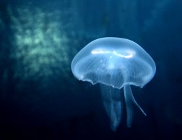 SEA LIFE kortingsactie