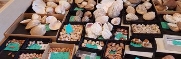 Schelpendag Muzee Scheveningen